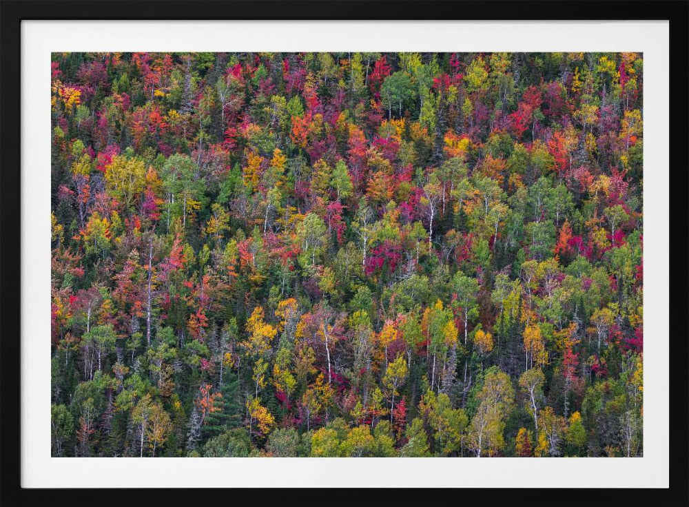 Color palette | Poster