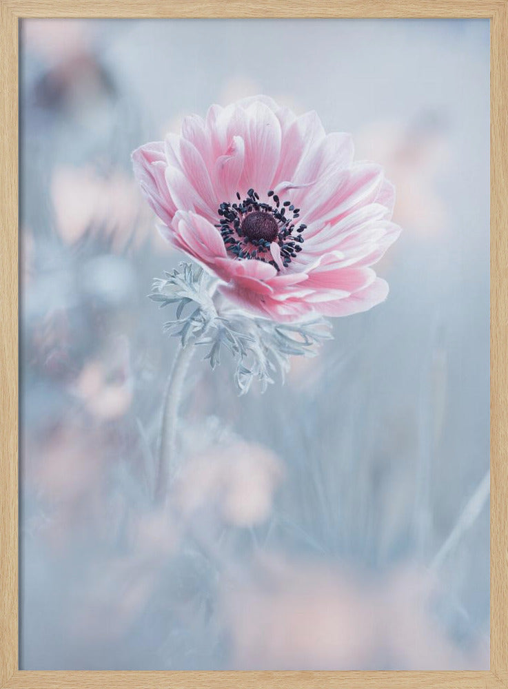 La reine de neiges | Poster