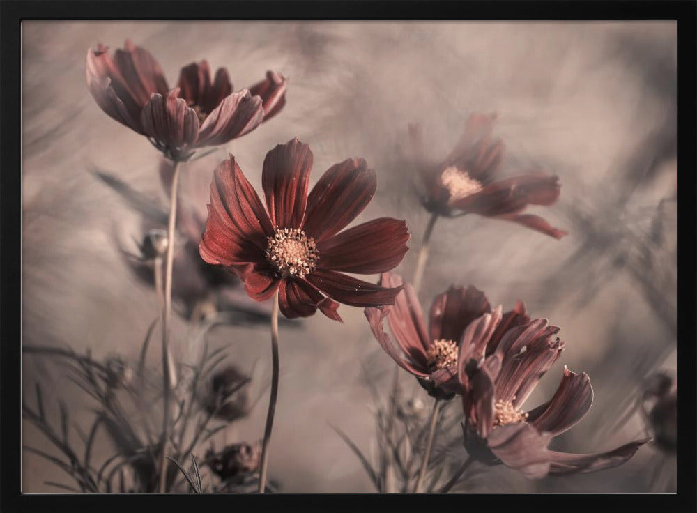 Cosmos 2019 | Poster