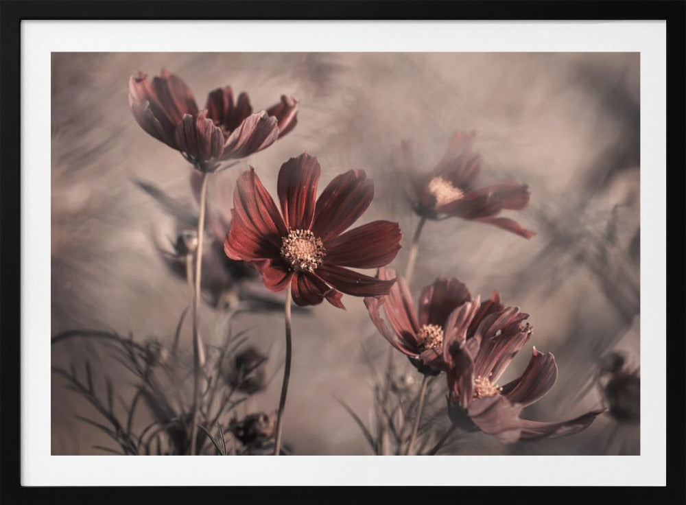 Cosmos 2019 | Poster