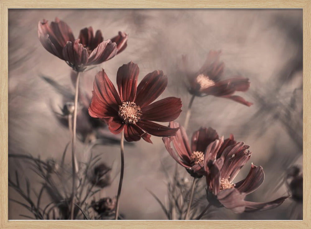 Cosmos 2019 | Poster