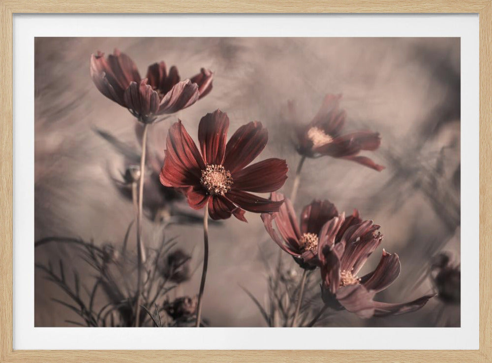 Cosmos 2019 | Poster