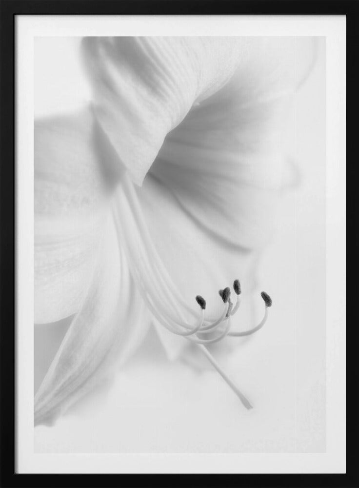 White on White | Poster