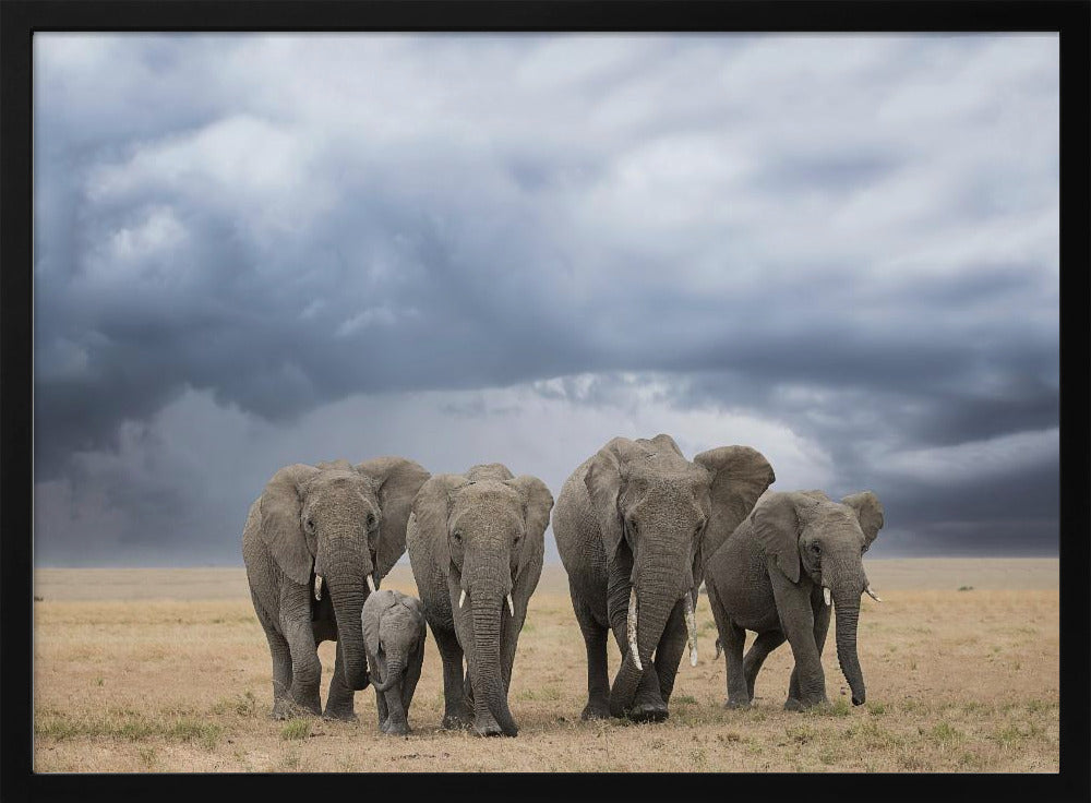 Elephant Walk | Poster