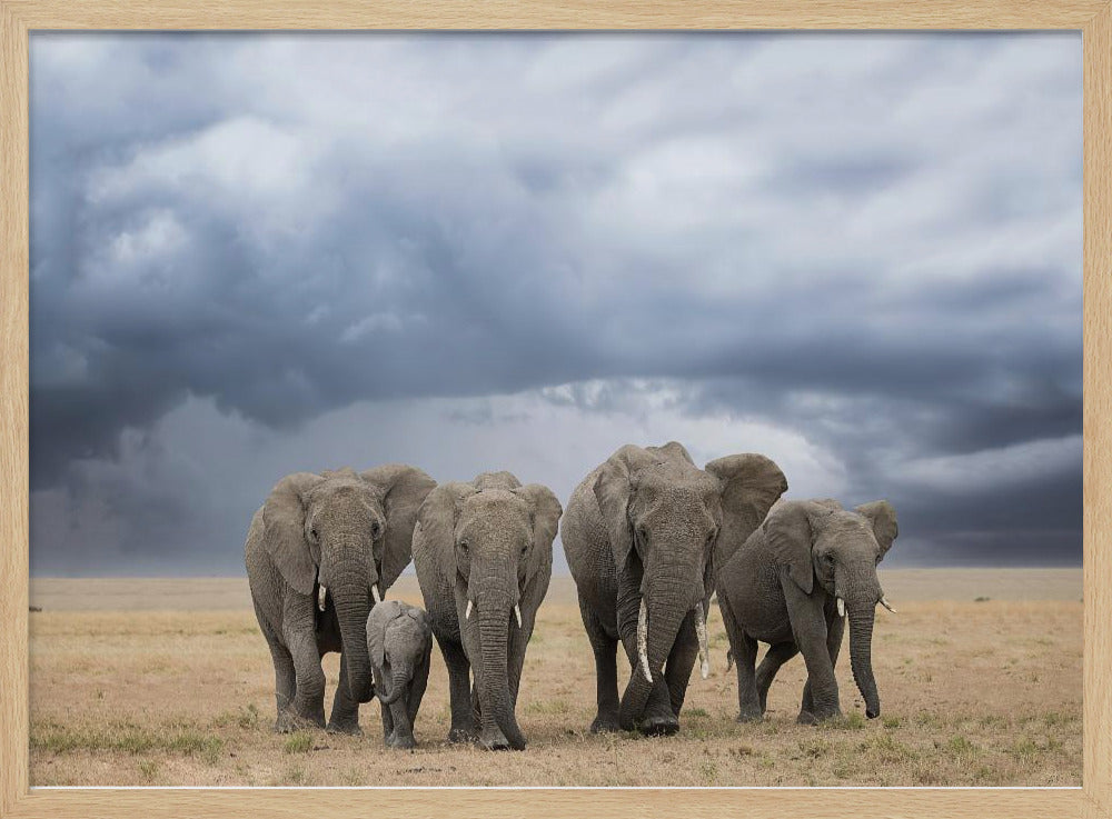 Elephant Walk | Poster