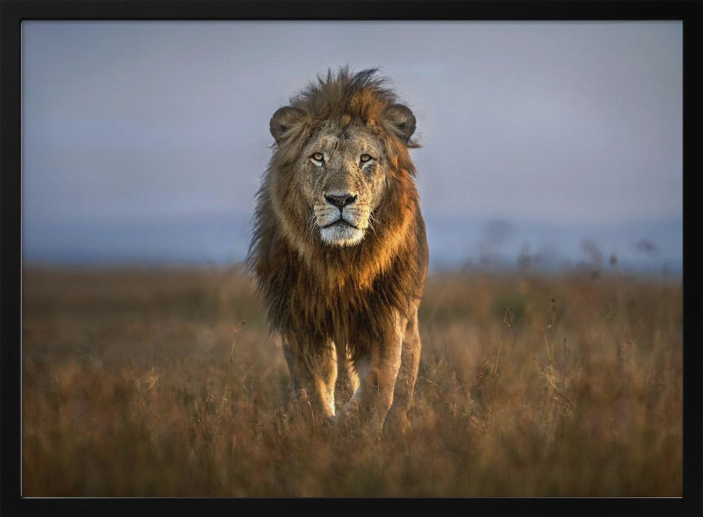 Lion Close Up | Poster