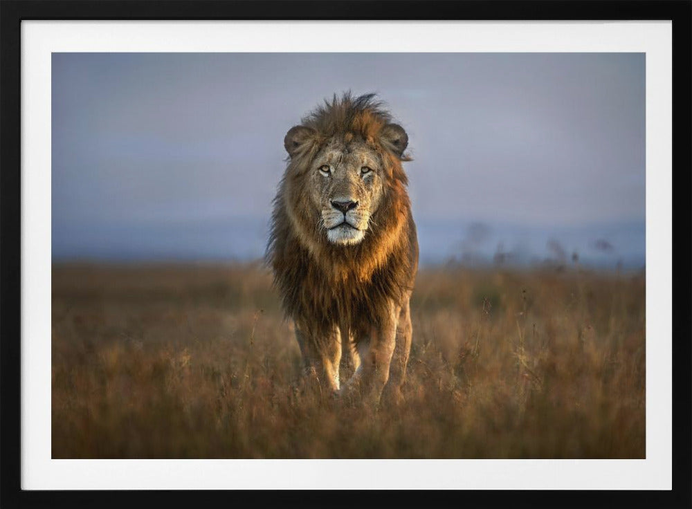 Lion Close Up | Poster