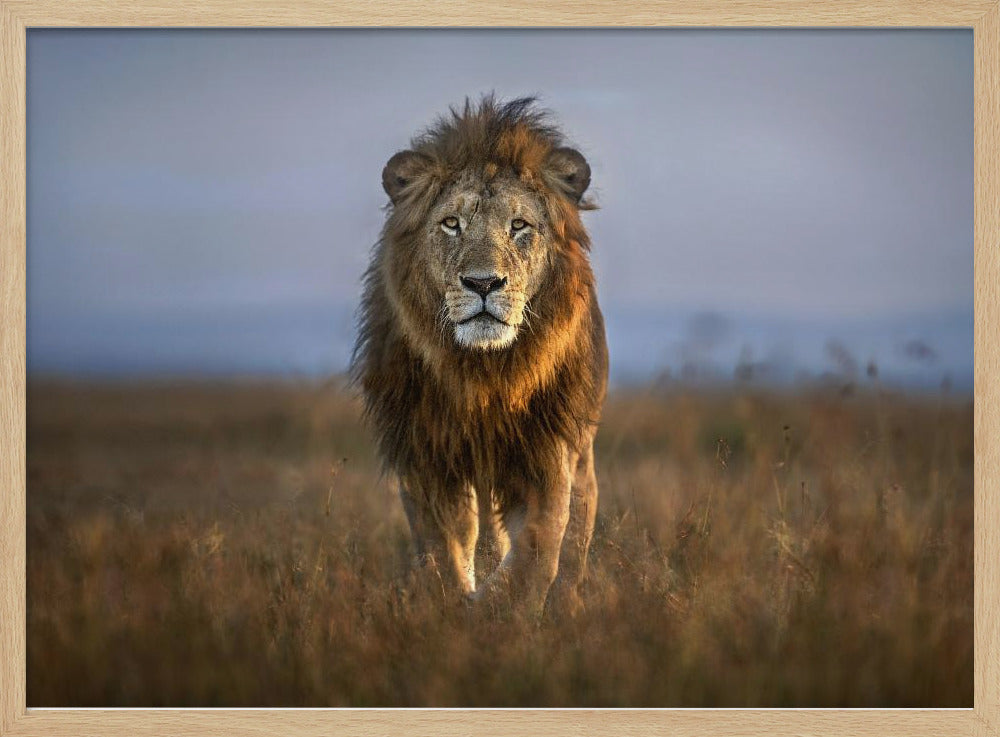 Lion Close Up | Poster