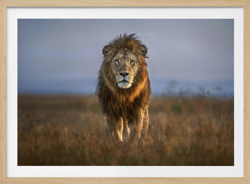 Lion Close Up | Poster