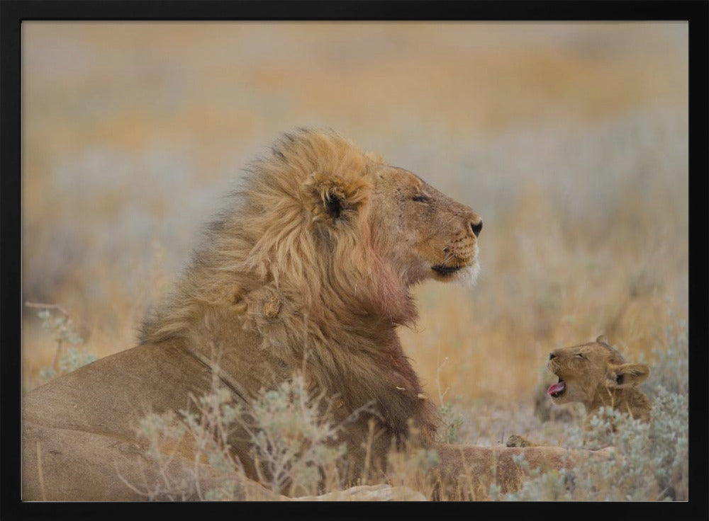 Male lion with cub | Poster