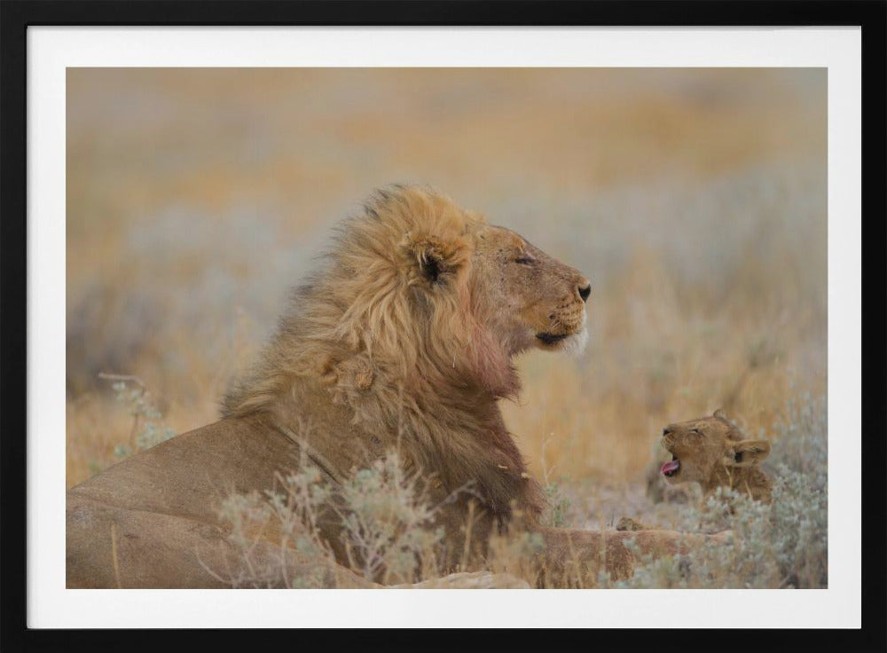 Male lion with cub | Poster