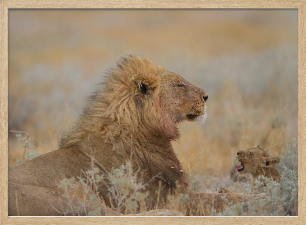 Male lion with cub | Poster