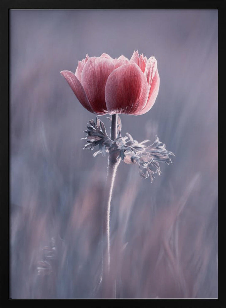 Pink ! So What ? | Poster