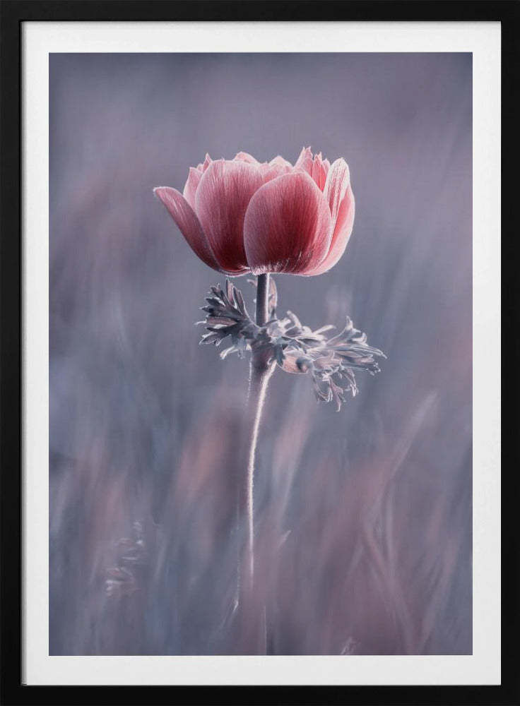 Pink ! So What ? | Poster