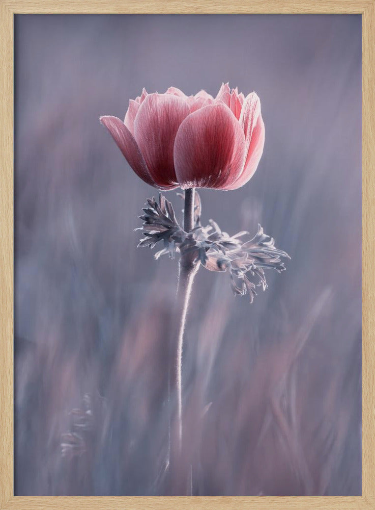 Pink ! So What ? | Poster