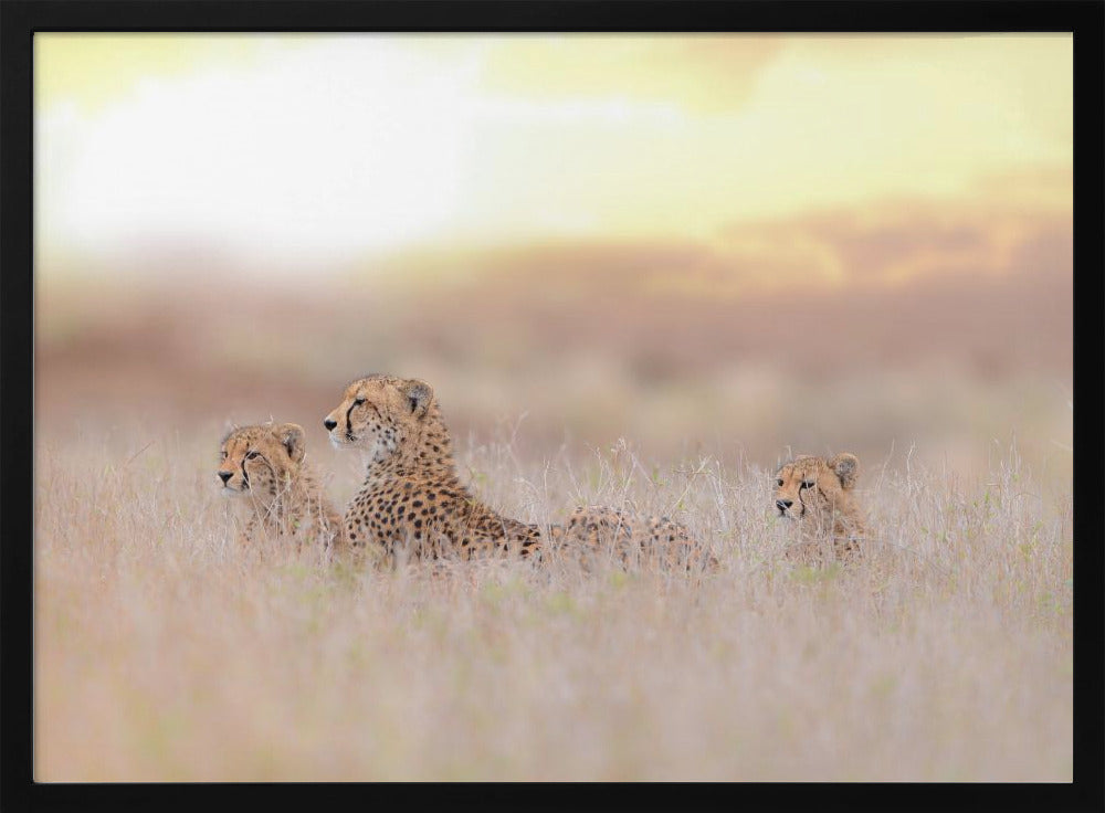 Cheetah Family | Poster