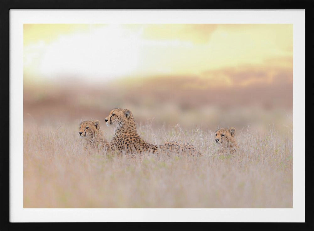 Cheetah Family | Poster