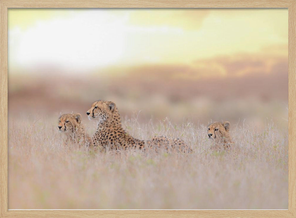 Cheetah Family | Poster