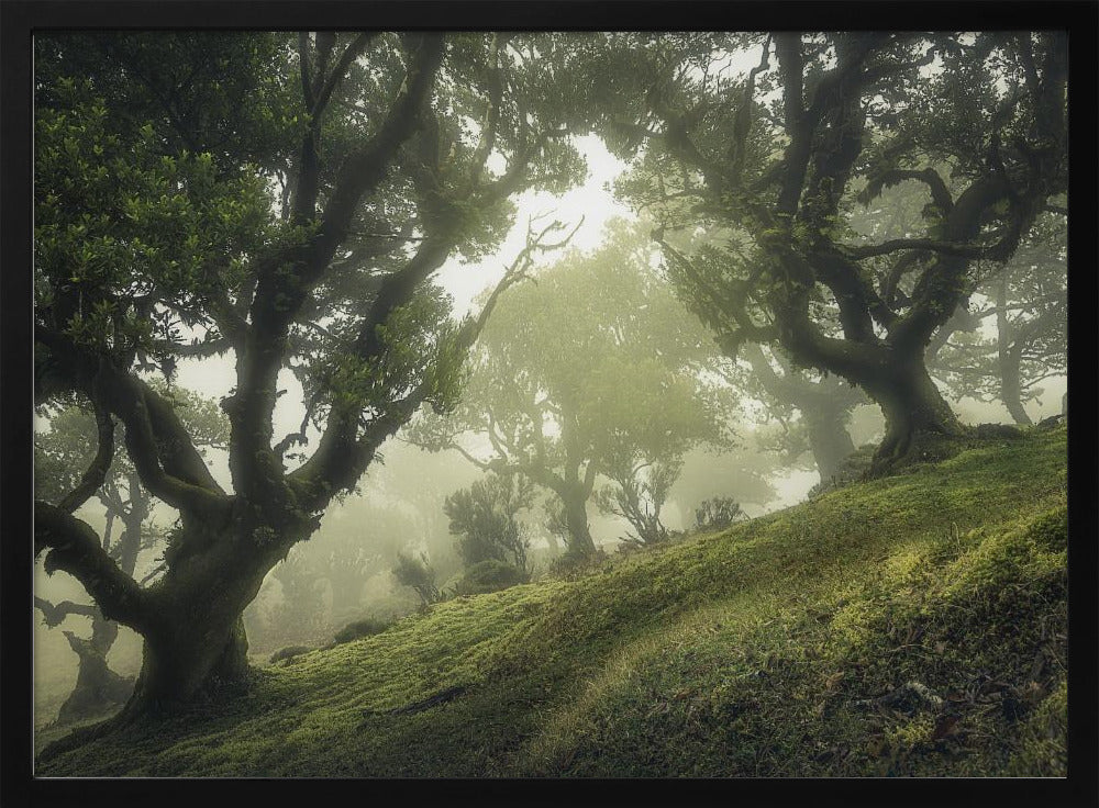 Enchanted Forest | Poster