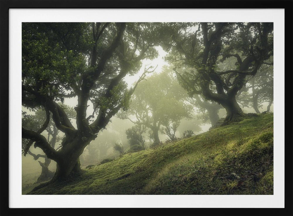 Enchanted Forest | Poster