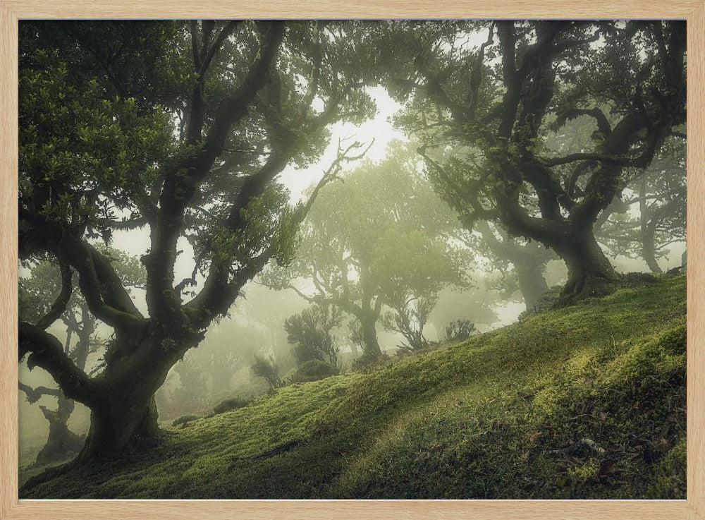 Enchanted Forest | Poster