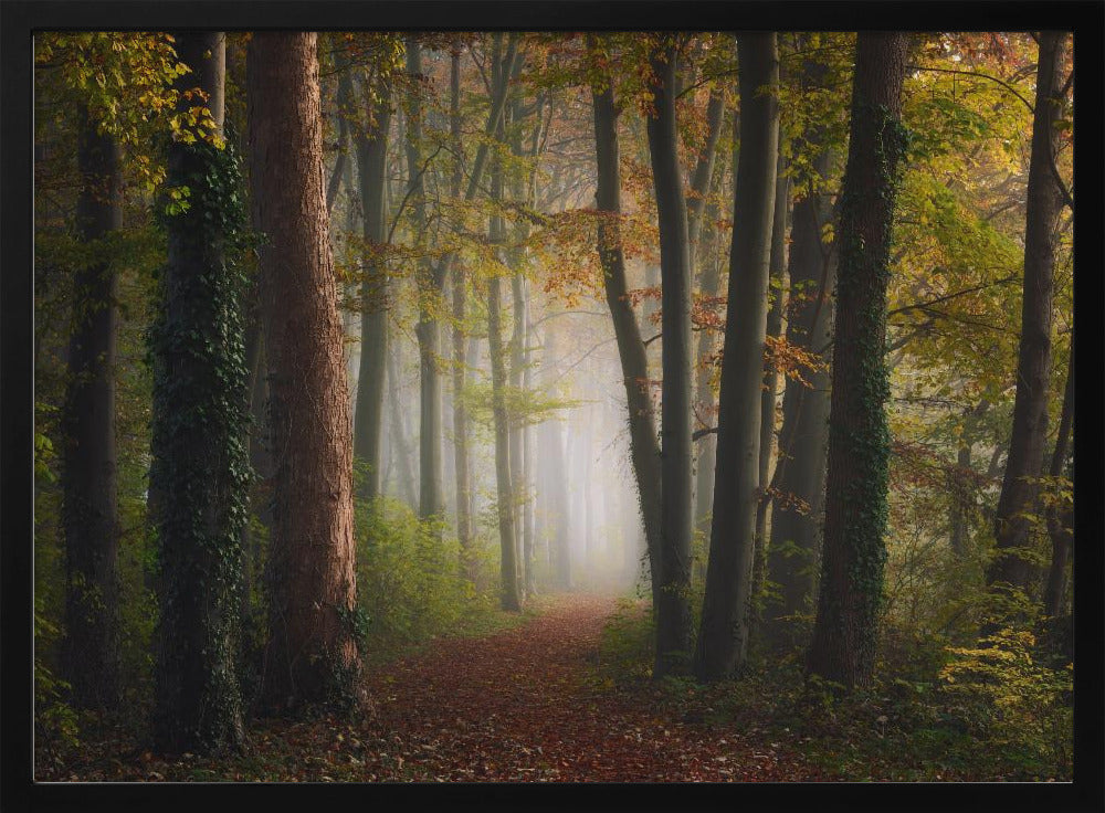 Autumn colorful forest | Poster