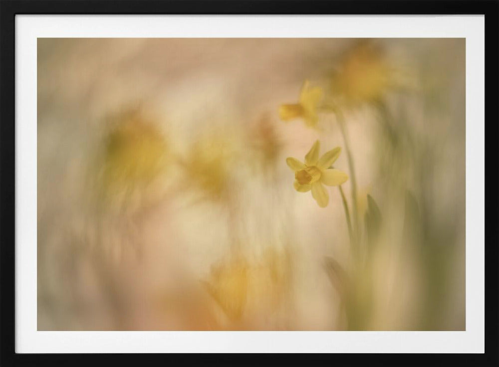 Daffodils | Poster