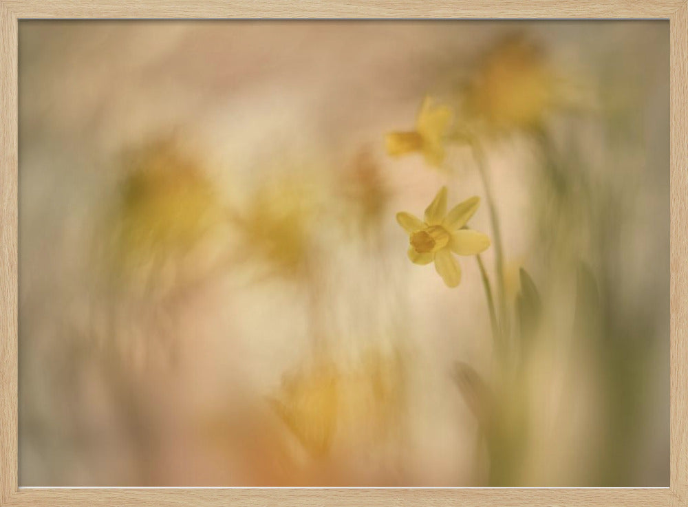 Daffodils | Poster
