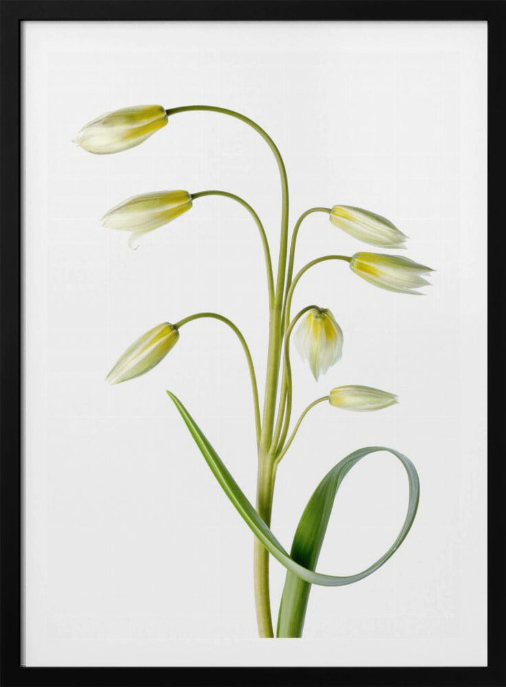 ~Tulipa Tarda~ | Poster