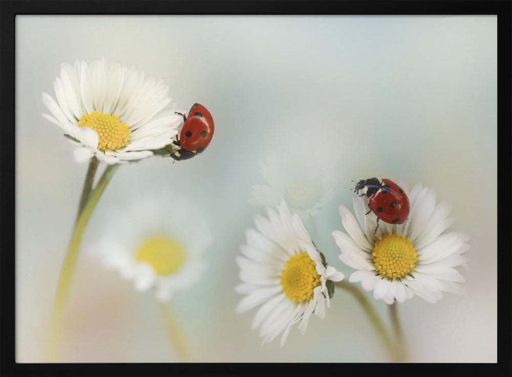 Springtime.... | Poster