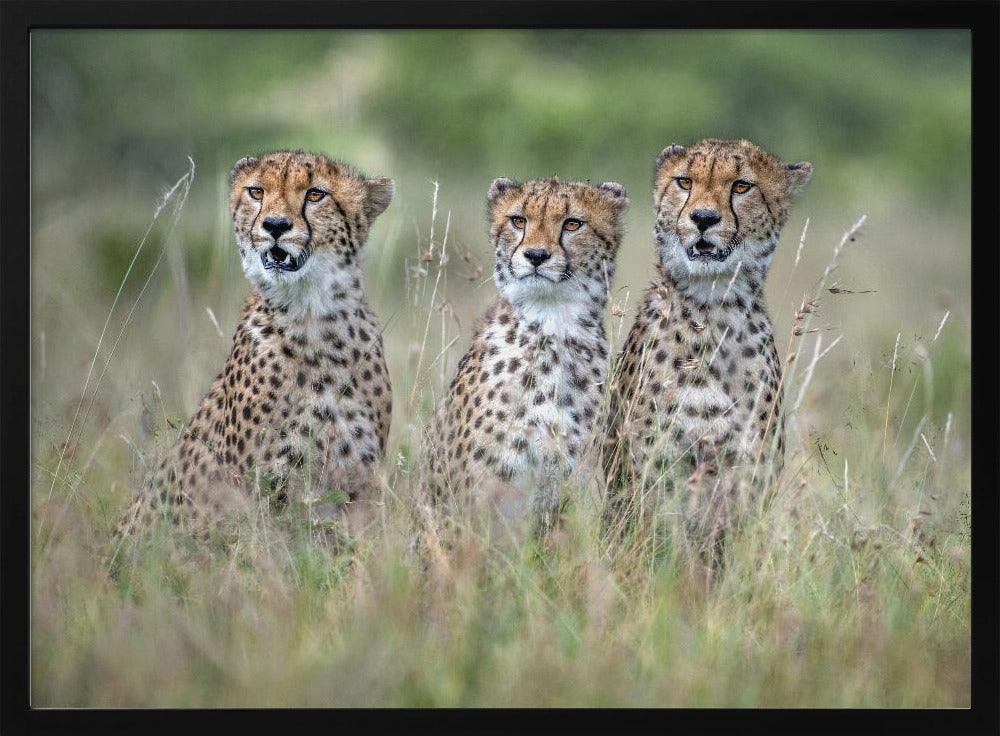 Cheetah cubs | Poster