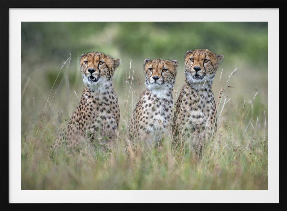 Cheetah cubs | Poster