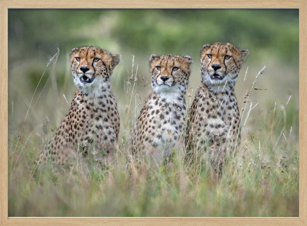 Cheetah cubs | Poster