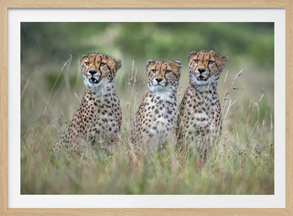 Cheetah cubs | Poster