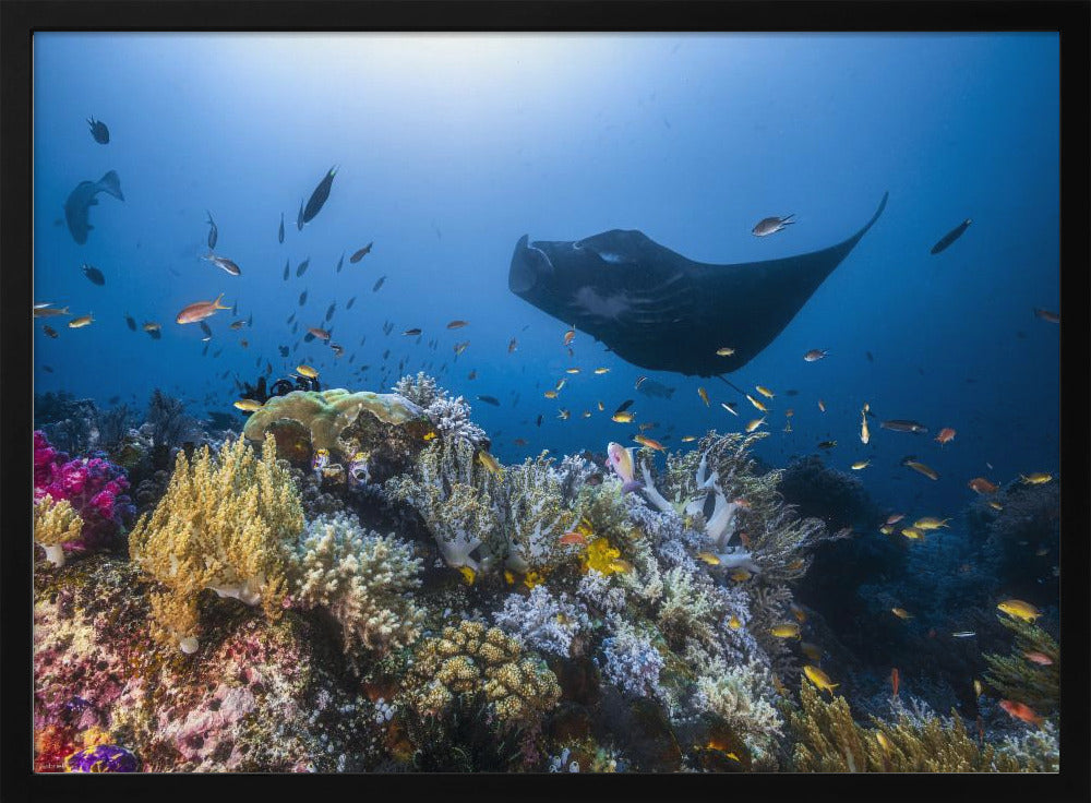 Manta reef on the reef | Poster