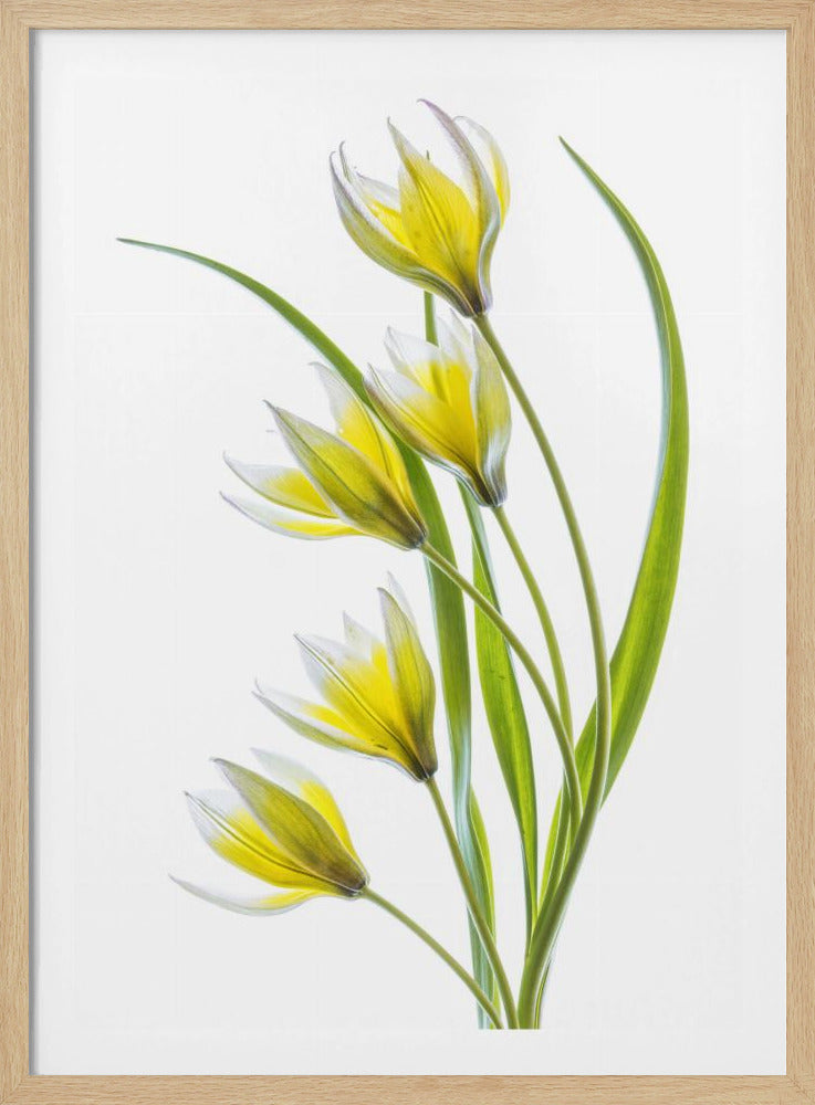 ~Tulipa | Poster