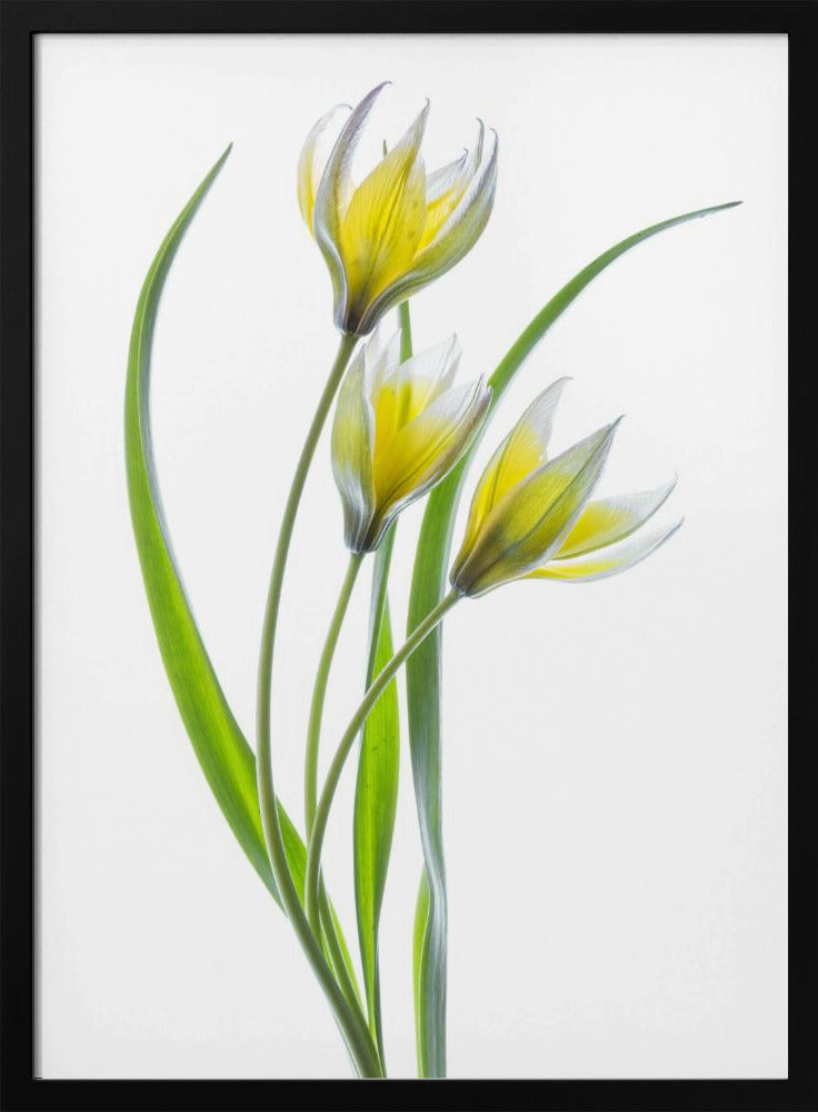 ~~Tulipa~~ | Poster