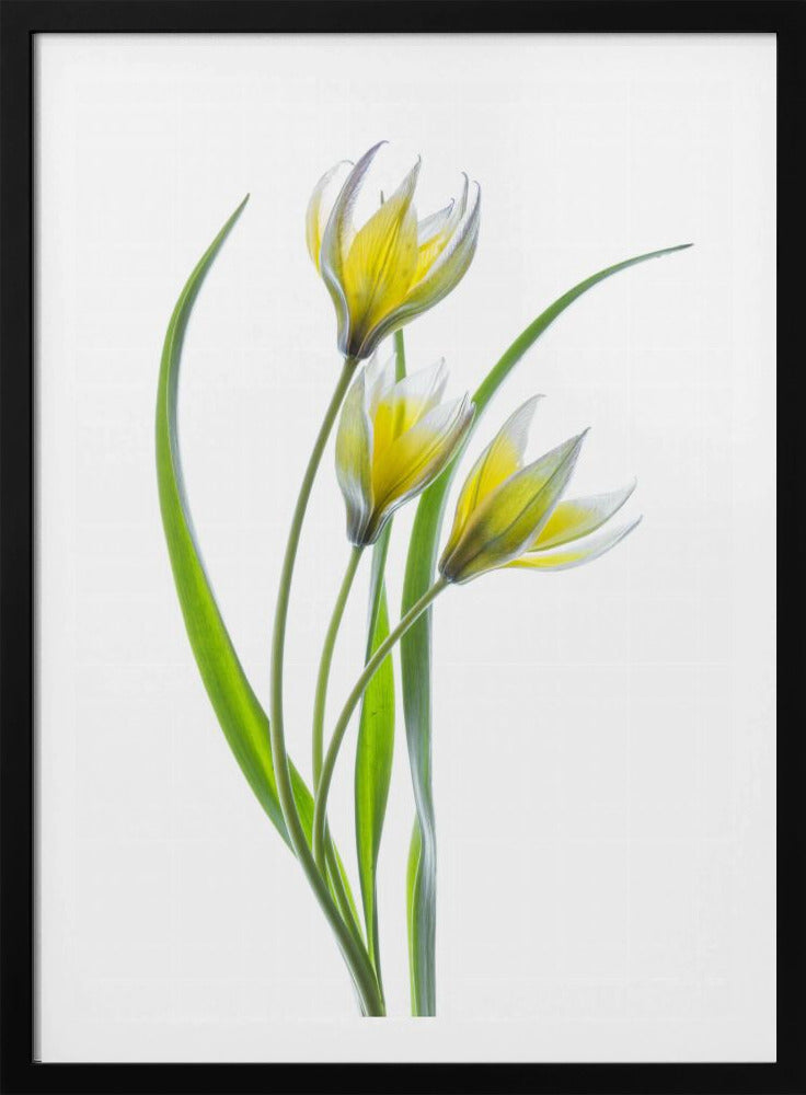 ~~Tulipa~~ | Poster