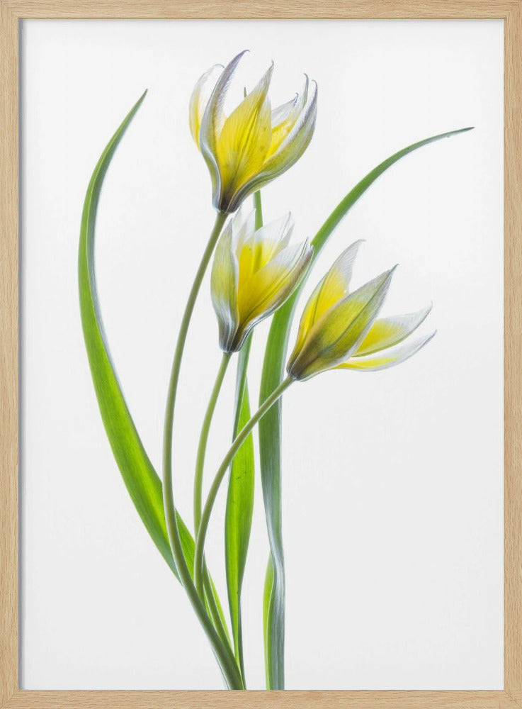 ~~Tulipa~~ | Poster