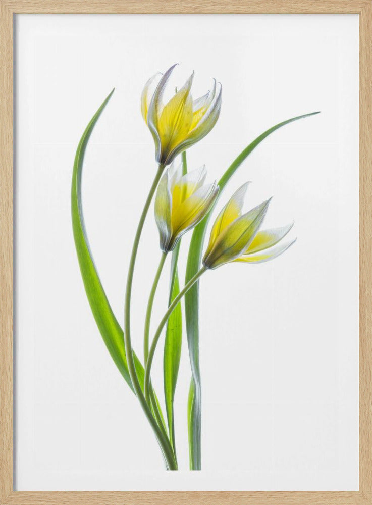 ~~Tulipa~~ | Poster