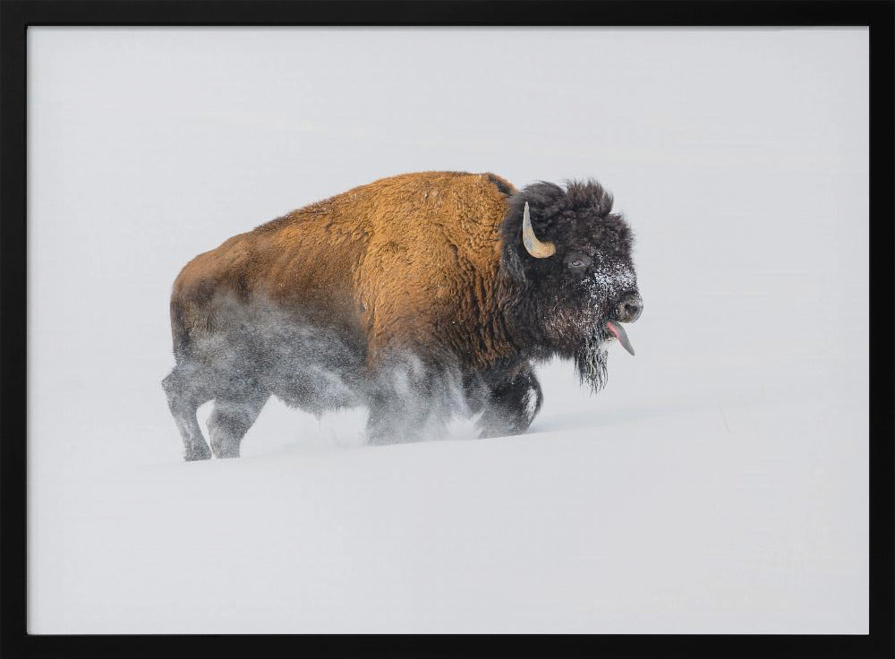 Bison in the Snow | Poster