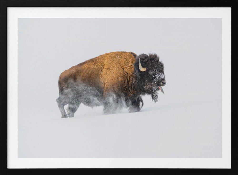 Bison in the Snow | Poster