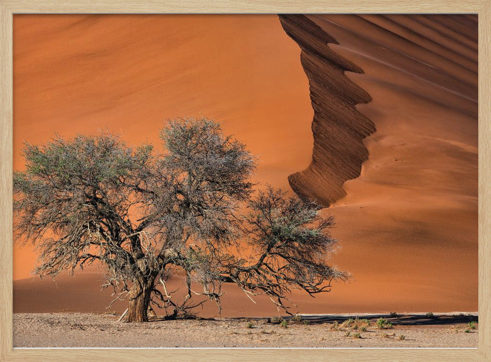 Acacia in the desert | Poster