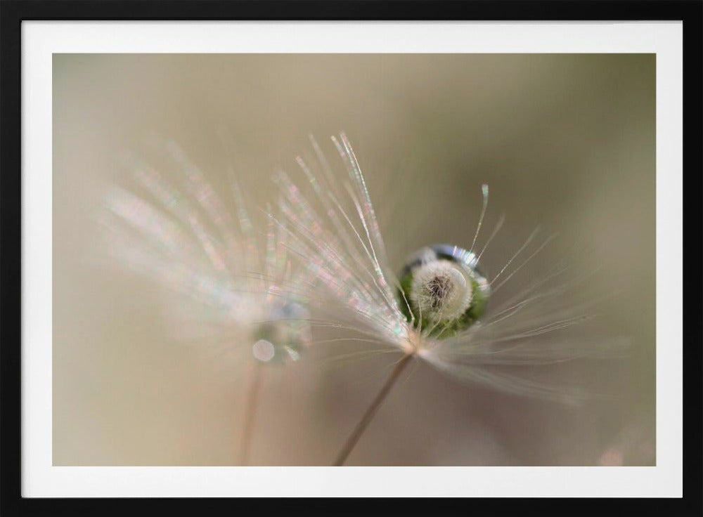 Star of dandelion | Poster