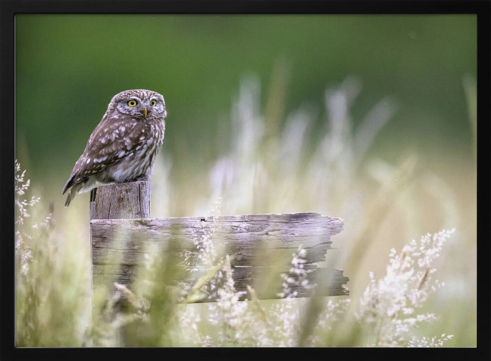 Little owl | Poster