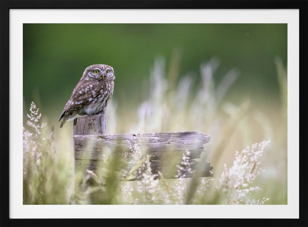 Little owl | Poster