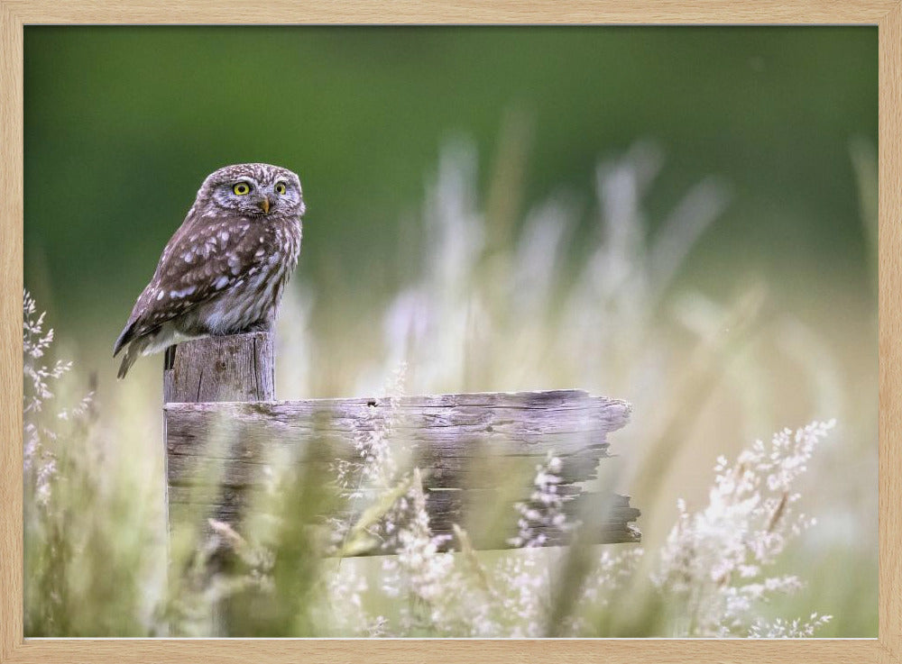 Little owl | Poster
