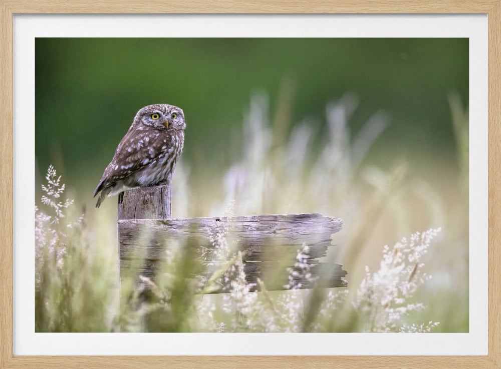 Little owl | Poster