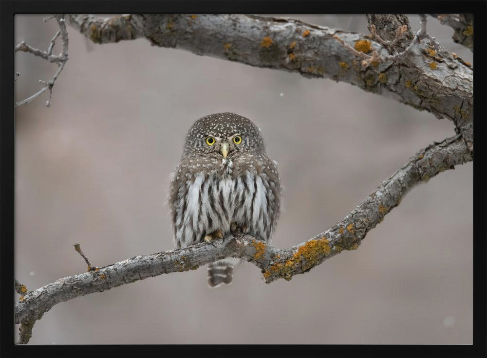 Little guy in the snow | Poster