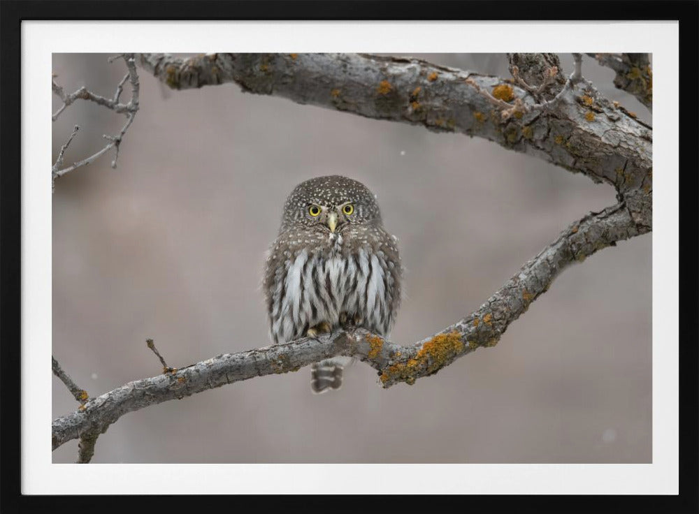 Little guy in the snow | Poster